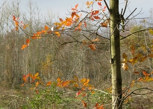 herfst 2009 antitankgracht 041