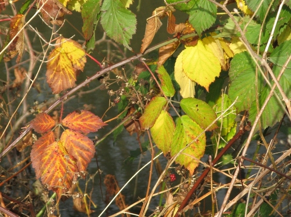 herfst 2009 antitankgracht 049