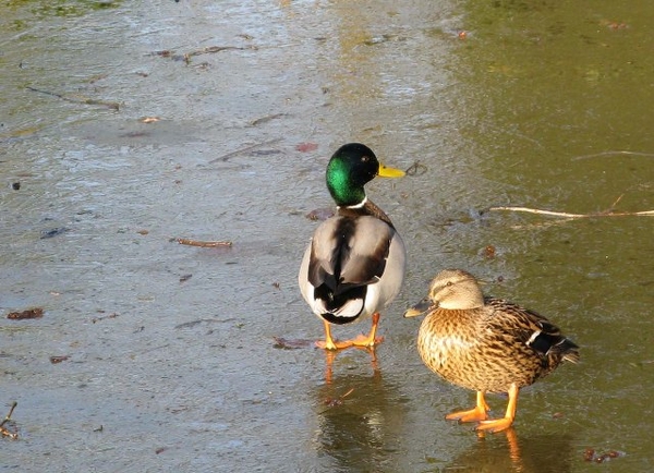 antitankgracht 044