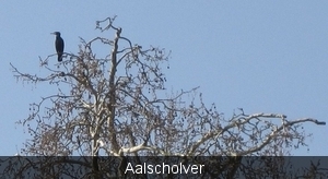 Aalscholver