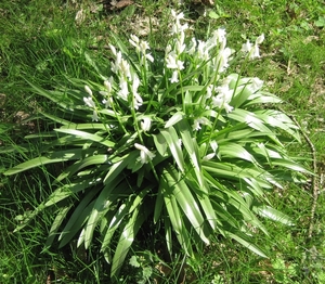 Hyacintoides non-scripta