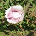 Paeonia suffriticosa-hybride