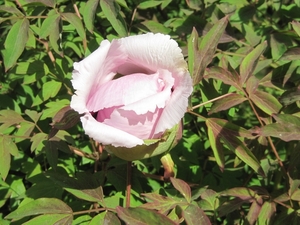 Paeonia suffriticosa-hybride