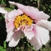 Paeonia suffriticosa-hybride