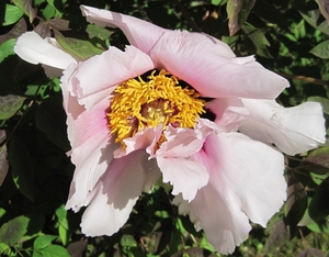 Paeonia suffriticosa-hybride