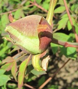 Paeonia suffriticosa-hybride