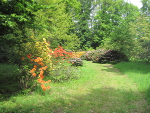 Rododendron