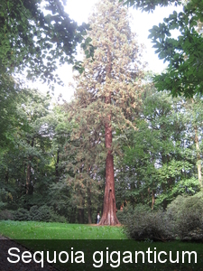 Sequoia giganticum