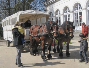 Brabantse trekpaarden
