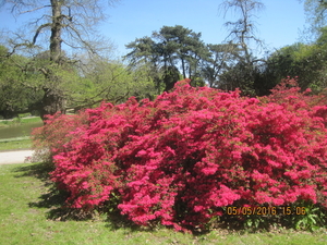 Rododendron