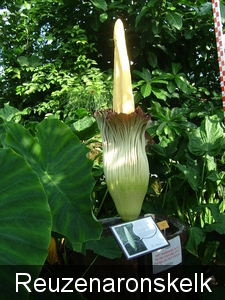 Amorphophallus titanum