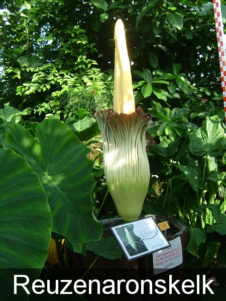 Amorphophallus titanum