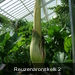 Amorphophallus titanum 2