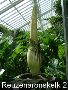 Amorphophallus titanum 2