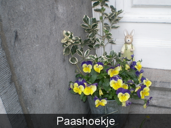 viooltjes - paashaas