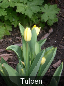 Tulpen