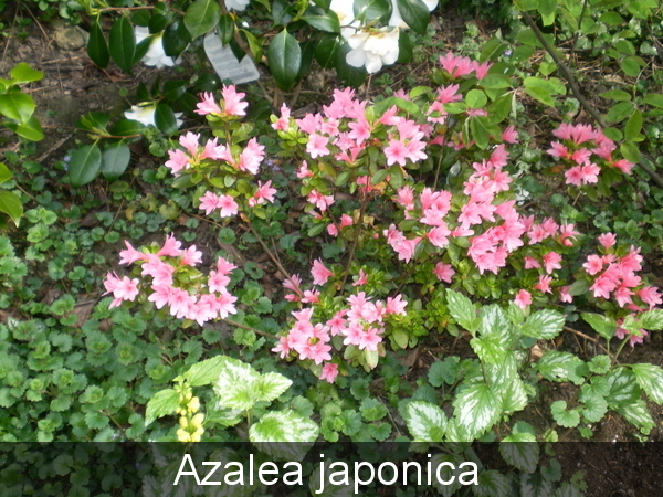 Azalea
