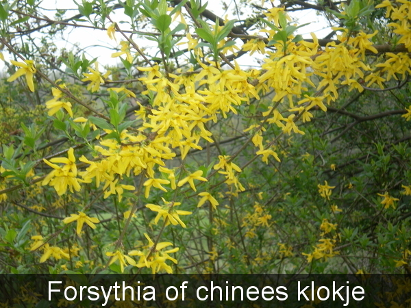 Geel - bloemen - klokje