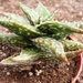 aloe  waudae