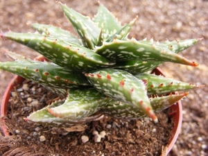 aloe  waudae