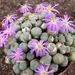 conophytum   xxxxxxxx