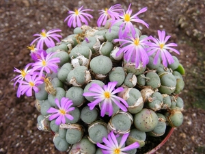 conophytum   xxxxxxxx