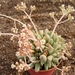 crassula  ausemsis. v . titanopsis