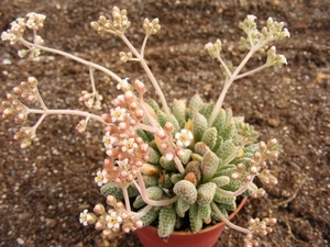 crassula  ausemsis. v . titanopsis