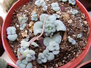 crassula  nenerosa