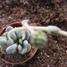 crassula  tecta