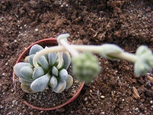 crassula  tecta