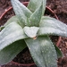 gasteria x aloe  wonder