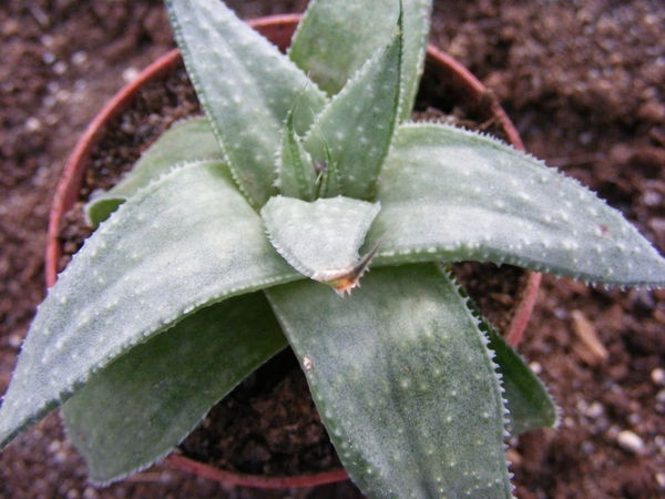 gasteria x aloe  wonder