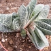 gasteria  brachyphylla . v . bayeri