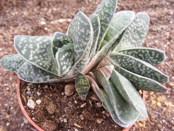 gasteria  brachyphylla . v . bayeri