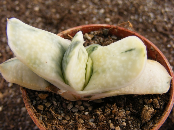 gasteria  pillansii  varigata