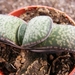 gasteriana  flokii   pb 327