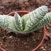 gasterias  baylissiana