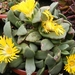 pleiospilos  compactus