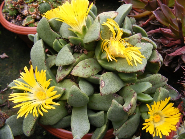 pleiospilos  compactus