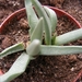 ruschia  stenophylla