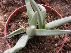 ruschia  stenophylla