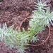 sedum  pruinatum. v . de portugal