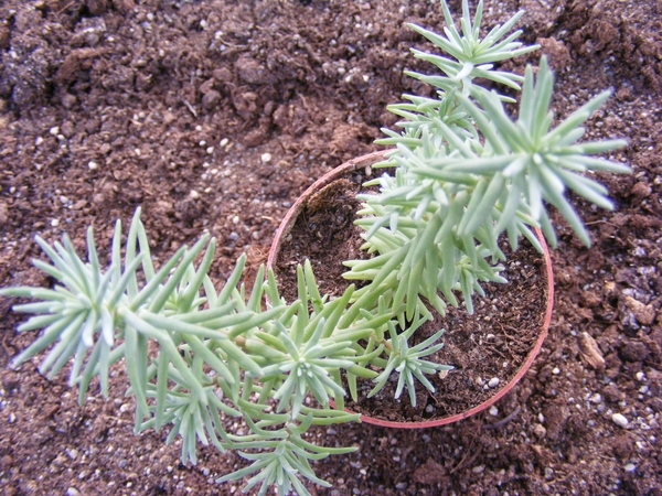 sedum  pruinatum. v . de portugal