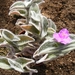 tradescantia  sillanontana