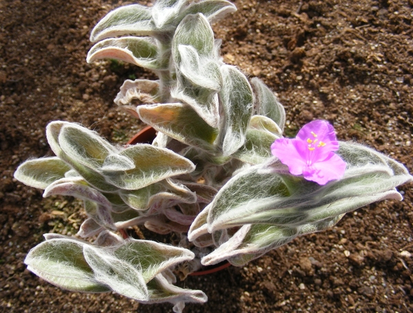 tradescantia  sillanontana