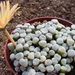 frithia   auracamtiaca