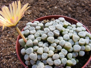 frithia   auracamtiaca