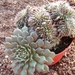 graptopetalum   filiferum