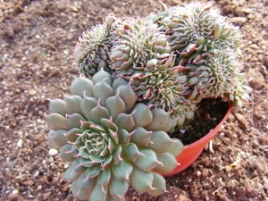 graptopetalum   filiferum